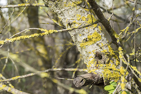 树木树干 森林里有苔苗环境树桩叶子苔藓树叶荒野场景木材植物木头图片