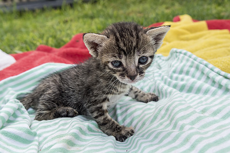 可爱又困睡的小猫咪眼睛兽医小猫婴儿猫科动物哺乳动物晶须灰色爪子乐趣图片