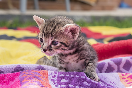 可爱又困睡的小猫咪爪子小猫虎斑头发乐趣晶须宠物猫科动物哺乳动物兽医图片