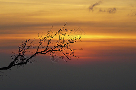 日落时分行地平线干旱太阳环境沙漠风景木头反射土地植物图片