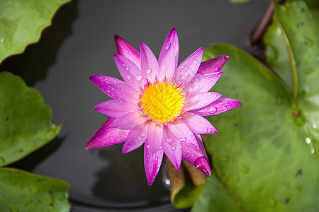 彩色莲花植物群冥想紫色池塘水彩花园宏观百合异国叶子图片