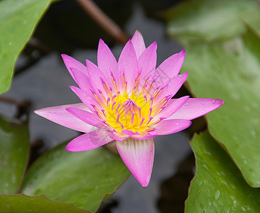 彩色莲花植物群荷花蓝色植物热带花瓣百合紫色异国花园图片