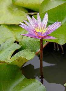 彩色莲花池塘叶子紫色水彩植物学热带荷花情调植物冥想图片