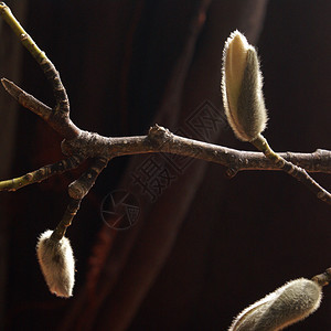 Magnolia 黄瓜树太阳生长叶子季节性植物环境阳光晴天枝条绿色图片