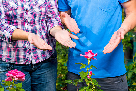 男的和女的手在温室露出一朵美丽的玫瑰图片