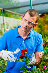 生物学家检查花朵 用一种物质进行处理图片