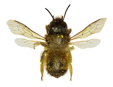 白背景的红梅森蜜蜂-奥斯米亚双角兽(Linnaeus 1758年)图片