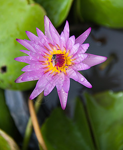 彩色莲花异国宏观心皮池塘情调百合荷花水彩植物冥想图片