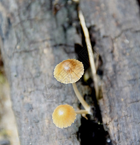 蘑菇森林荒野植物群棕色木头季节菌类松树树叶生长图片