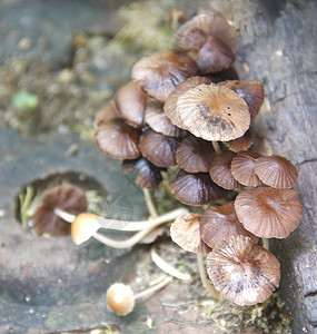 蘑菇森林松树魔法荒野树叶季节下雨白色植物群圆形图片