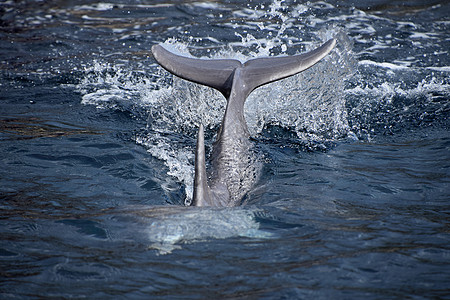 海豚在蓝色海水中潜水图片