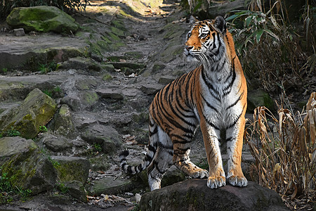 西伯利亚老虎在石岩上保持警惕图片