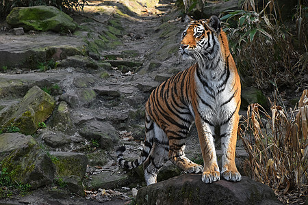 西伯利亚老虎在石岩上保持警惕背景图片
