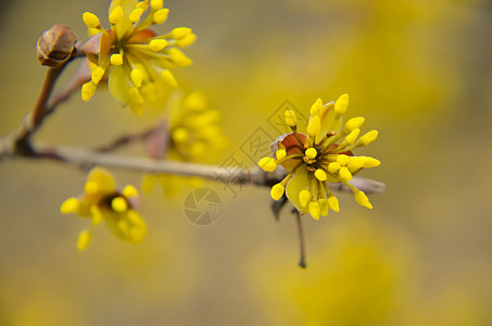 欧洲康乃尔树 花朵花瓣宏观季节枝条花园食物荒野玉米植物图片