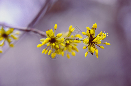 欧洲康乃尔树 花朵玉米食物枝条宏观植物荒野花园季节花瓣图片