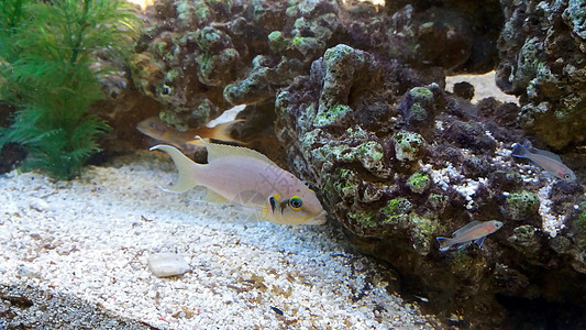 鱼游泳热带异国潜水蓝色海洋动物生活情调野生动物水族馆图片