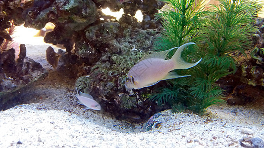 鱼游泳海洋热带情调盐水野生动物生活动物蓝色异国水族馆图片