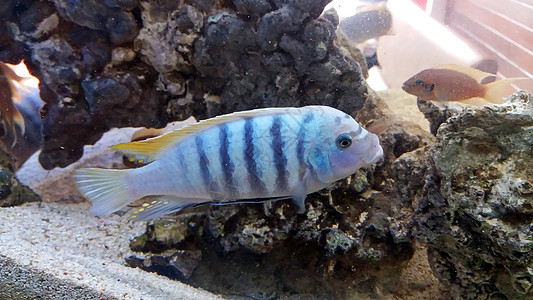 鱼游泳蓝色潜水生活野生动物情调动物海洋异国水族馆热带图片