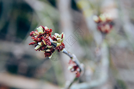 年长者 拳击手映像机 灰叶粉末花朵在春初开花花园花粉种子季节植物群植物学森林生长叶子植物图片