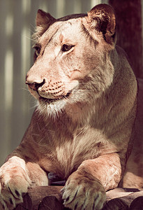 说谎的母狮合唱团野生动物国王国家荒野女性动物哺乳动物食肉猎人大草原图片