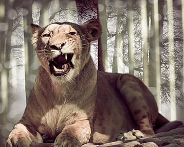 说谎的母狮合唱团公园国王女性食肉猎人动物捕食者荒野国家狮子图片