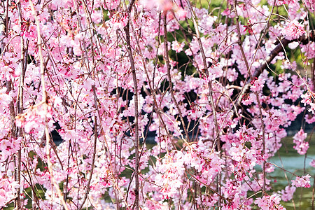 萨库拉花文化公共公园花头摄影水平季节粉色植物樱花花瓣图片