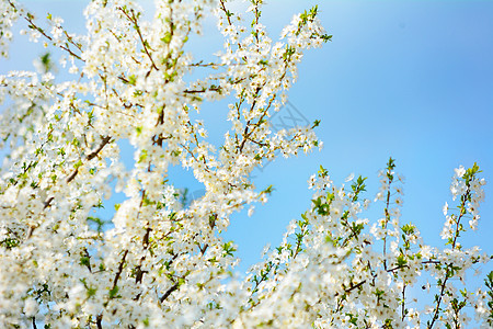 闪耀的樱桃午餐会白色天空季节性花朵花瓣季节蓝色图片