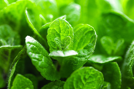 新鲜薄荷绿色草本植物乡村药品香料树叶宏观食物香气味道背景图片