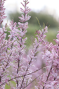 塔玛风险盐雪松灌木公园植物学花园植物衬套宏观粉色园艺植物群绿色图片