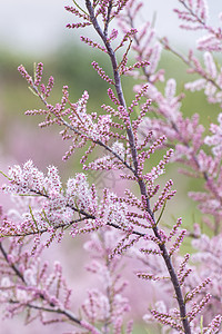 塔玛风险盐雪松灌木园艺植物植物群粉色宏观花园公园绿色衬套植物学图片