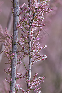 塔玛风险盐雪松灌木衬套绿色园艺粉色植物公园植物学花园宏观植物群图片