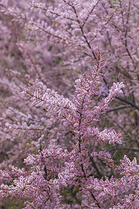 塔玛风险盐雪松灌木衬套绿色花园公园植物植物学园艺植物群宏观粉色图片