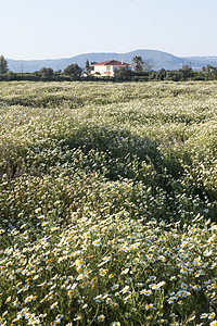 农村的花椰子雏菊植物群野花花瓣白色衬套天空植物草地荒野图片