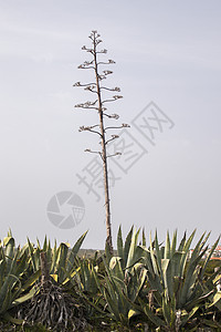 阿加韦美洲仙人掌工厂芦荟天空植物群绿色植物热带荒野肉质季节季节性图片