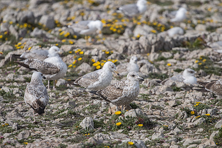 悬崖附近年轻的海鸥海岸婴儿荒野野生动物动物花岗岩岩石翅膀石头海洋图片