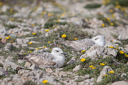 悬崖附近年轻的海鸥荒野海鸟动物群动物野生动物羽毛海洋婴儿海岸支撑图片