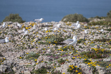 悬崖附近年轻的海鸥支撑野生动物海洋婴儿海鸟海岸花岗岩动物群荒野动物图片