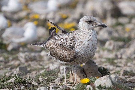 悬崖附近年轻的海鸥支撑殖民地翅膀海岸婴儿海洋花岗岩岩石动物群羽毛图片