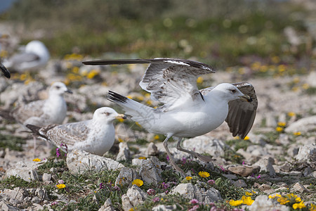 悬崖附近年轻的海鸥动物群殖民地石头花岗岩羽毛海洋海鸟野生动物支撑岩石图片
