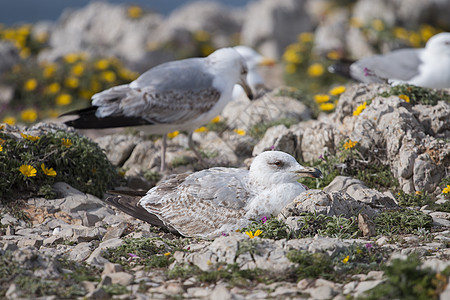 悬崖附近年轻的海鸥花岗岩动物群婴儿海洋翅膀海岸石头动物岩石野生动物图片