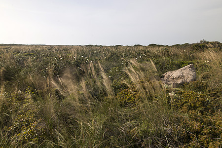 地中海土生植物群地区植物群宏观植物学针茅石头荒野场地岩石晴天图片