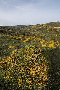 风景布满了乌利克斯登苏斯灌木植被天空荒野地平线乡村黄色密度尖刺衬套绿色图片