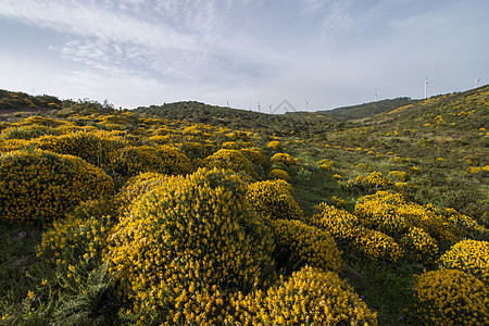 风景布满了乌利克斯登苏斯灌木乡村植被植物群荒野农村密度黄色衬套天空绿色图片