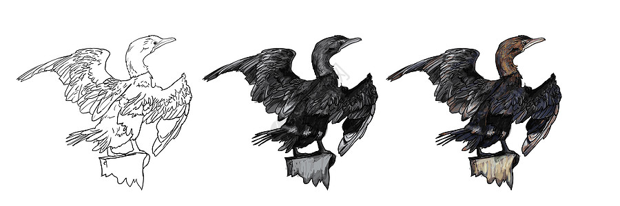绘画小热兰鸟野生动物鸟类动物草图化合物荒野翅膀插图羽毛白色图片