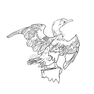 绘画小热兰鸟野生动物碳水插图羽毛化合物白色翅膀荒野草图珊瑚科图片