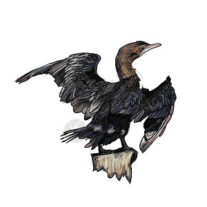绘画小热兰鸟野生动物鸬鹚珊瑚科鸟类草图碳水动物黑色翅膀羽毛图片