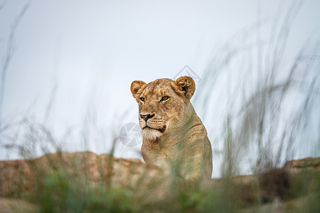 年轻的雄性狮子躺在岩石上生物大猫环境旅行捕食者领导者濒危动物丛林动物园图片