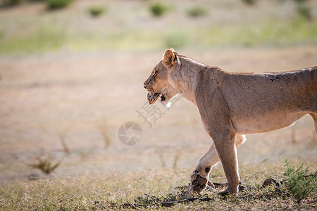 嘴里长着豹状乌龟的狮子座国王丛林大猫危险毛皮狮子旅行动物哺乳动物领导者图片
