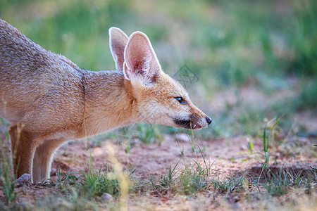 狐角的侧面简介动物跨境清道夫生态捕食者耳朵荒野狐狸野生动物哺乳动物图片