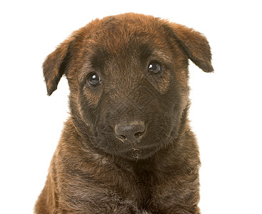 小小狗Belgian 牧狗Leekenois棕色动物工作室配种牧羊犬宠物图片